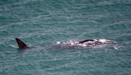A southern right whale swims in the harbour in Wellington on July 6, 2018. AFP/Marty Melville