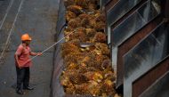 A worker arranges palm oil fruits at a factory in Sepang, outside Kuala Lumpur. AFP/Mohd Rasfan