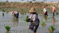 Women farm workers planting rice by hand in flooded fields near the capital Naypyitaw in central Myanmar, on Feb 15, 2019. Thomson Reuters Foundation/Thin Lei Win