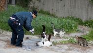 Jerusalem municipal veterinary centre employee Ahmed Abu Sinenh attempts to lure stray cats into a cage with food so that they can be sterilised on March 7, 2019. AFP / Menahem Kahana
