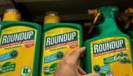 Glyphosate was first used in the 1970s as the active ingredient in the Monsanto herbicide Roundup and is now made generically around the world. (AFP/Philippe Huguen) 