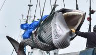 A captured minke whale is lifted by a crane into a truck bed at a port in Kushiro, Hokkaido Prefecture on July 1, 2019. AFP / Kazuhiro NOGI