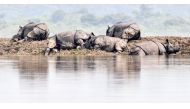 One-horned rhinoceros take shelter on a higher-land in the flood affected area of Kaziranga National Park in the northeastern Indian state of Assam on July 18, 2019. AFP / Biju Boro 