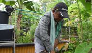 Retired taxi driver Roger Loh tending to his plants at an allotment garden in Singapore March 6, 2019. Thomson Reuters Foundation/Beh Lih Yi