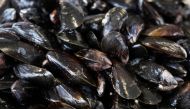 Mussels are pictured in the port of Grandcamp-Maisy on the Normandy coast, northwestern France. AFP / Joel Saget 