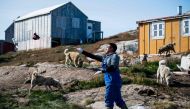 Justus Utuaq, a 32-years-old Greenlandic musher feeds his dogs in Kulusuk (also spelled Qulusuk), a settlement in the Sermersooq municipality located on the island of the same name on the southeastern shore of Greenland on August 17, 2019.  AFP / Jonathan