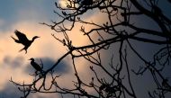 Birds are seen on a tree partially submerged in water during sunset at the Mamiraua Sustainable Development Reserve in Amazonas State, Brazil on June 27, 2018. AFP/Mauro Pimentel