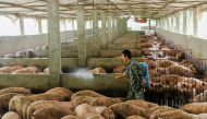 File photo of a man disinfecting a pig farm in Guangan, Sichuan province, China August 27, 2019. REUTERS/Stringer/File Photo 