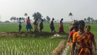 A group of Dalit women of a farming collective walking on the land that they took over for cultivation in Pallur, India. (Thomson Reuters Foundation / Rina Chandran) 