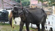(FILES) In this file photo taken on August 13, 2019 shows a 70-year-old emaciated elephant named Tikiri eating at the Temple of the Tooth in the central city of Kandy. AFP / STR