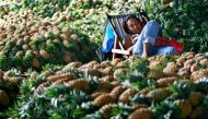 A fruit vendor takes a rest from selling pineapple at a public market in Quezon City Metro Manila December 6, 2011. Reuters/Cheryl Ravelo