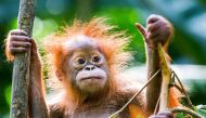 An orphaned orangutan in the Sumatran Orangutan Conservation Programme Quarantine Centre in Medan, Indonesia, on August 22, 2016. Handout: Paul Hilton