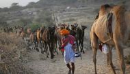 A camel herder walks his camels at Pushkar Fair in the desert Indian state of Rajasthan November 23, 2012. Reuters/Danish Siddiqui