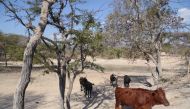 Cattle walk near Zimunya in Manicaland province, Zimbabwe, June 20, 2018. Thomson Reuters Foundation / Andrew Mambondiyani