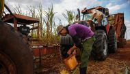 Men work in a cane field in Calimete Matanzas province, Cuba on March 16, 2017.
