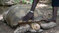 A giant tortoise poses in its enclosure in the park of former Burkina Faso's President Blaise Compaore in the village of Ziniare, near Ouagadougou on September 21, 2019. AFP / Issouf Sanogo 