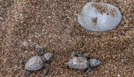 Newborn loggerhead turtles (Caretta caretta) head towards the sea after got free from their eggshells at a beach in Kyparissia, south west Greece, on September 23, 2019.  AFP / Aris Messinis 