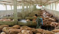 File photo of a man disinfecting a pig farm in Guangan, Sichuan province, China August 27, 2019. REUTERS/Stringer/File Photo 