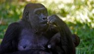 Western lowland gorilla Lou Lou and her daughter are seen at the zoo in Belo Horizonte, Brazil, on October 14, 2019. AFP / Douglas Magno 