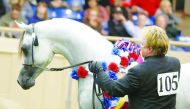 A file picture of an Al Shaqab horse at an Arabian show. 