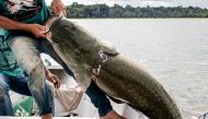 A large Pirarucus -Arapaima gigas- fish being caught from the water at the Amana Sustainable Develpment Reserve, Brazil on November 27, 2018. AFP / Bernardo Oliveira