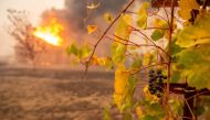Partially charred grapes hang at a vineyard as a building burns during the Kincade fire near Geyserville, California on October 24, 2019.  AFP / Josh Edelson