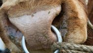 The bull, dubbed 