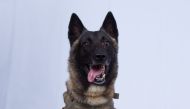 This undated image released by the US Department of Defense on October 30, 2019, shows the military dog who sustained minor injuries during the Al-Baghdadi raid. 