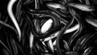 Inside their four suitcases, officers found plastic bags with water carrying the eels, also known as 
