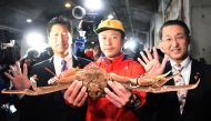 This picture shows a snow crab, sold for a record of 46,000 USD at an auction, in Tottori city on November 7, 2019. Japan OUT / AFP / JIJI PRESS / STR
