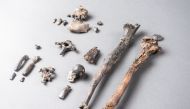 Twenty-one fossilized bones of the most complete partial skeleton of a male of the extinct ape species Danuvius guggenmosi, which lived about 12 million years ago in southern Germany, is seen in this photo illustration released in Tubingen, Germany on Nov
