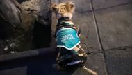 A dog wearing a vest that reads 