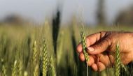 A farmer tends to a wheat farm in the El-Dakahlia governorate, north of Cairo, Egypt, February 16, 2016. Reuters / Mohamed Abd El Ghany