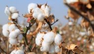 A picture taken on October 24, 2019 shows a cotton plantations outside Tashkent.  / AFP / Yuriy Korsuntsev 