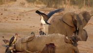 A marabou stork stands on an elephant carcass at a watering hole inside Hwange National Park, in Zimbabwe, October 23, 2019. Reuters/Philimon Bulawayo