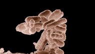 Representational file photo of bacteria.