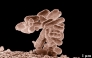 Representational file photo of bacteria.