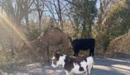 Police in Goddard had asked for help over the weekend in a Facebook post locating the owners of the 