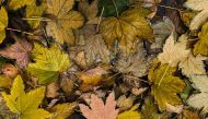 Soggy wet from the rain, autumnal coloured leaves lay on the ground on November 17, 2019 in Berlin. AFP / David Gannon 