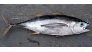 Representational file photo of a tuna fish.
