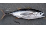 Representational file photo of a tuna fish.