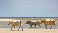 Wild cows are seen on Cedar island, North Carolina, before the Hurricane Dorian surge, August 2019, in this image obtained via social media. Carolina Wild Ones/Paula D. O'Malley/via Reuters 