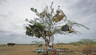 A shepherd takes rest under a tree on a dried-up lake on the outskirts of Chennai, India, June 27, 2019. Reuters / P Ravikumar