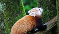 A file photo taken from @BelfastZoo Twitter account 
