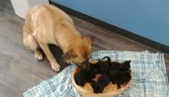 The female mogrel named Serenity by animal rescuers kept a litter of tiny kittens alive with her body warmth on a cold Canadian night (AFP Photo/Handout)