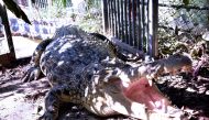 This picture taken on June 22, 2019 shows a crocodile at the compound of a police station in Dili. AFP / Valentino Dariell De Sousa