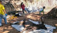 In this handout photo released by the Office of Protected Area Region 13 on November 26, 2019 and taken on November 25, veterinarians prepare to examine a dead deer at Khun Sathan National Park in Thailand's Nan province. AFP PHOTO / Office of Protected A