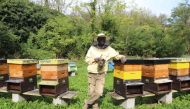 Abdul Sane, from Senegal, poses for a portrait at an apiary in Alessandria, a town n Piedmont region in northwestern Italy, Oct 4, 2019. Thomson Reuters Foundation/Thin Lei Win