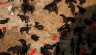 Buffaloes are kept inside an enclosure awaiting sacrifice during the 