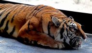A tiger that narrowly survived a gruelling journey across Europe is pictured in his temporary enclosure at the AAP (Animal Advocacy and Protection) animal refuge in Villena near Alicante, on December 02, 2019.  AFP / Jose Jordan 